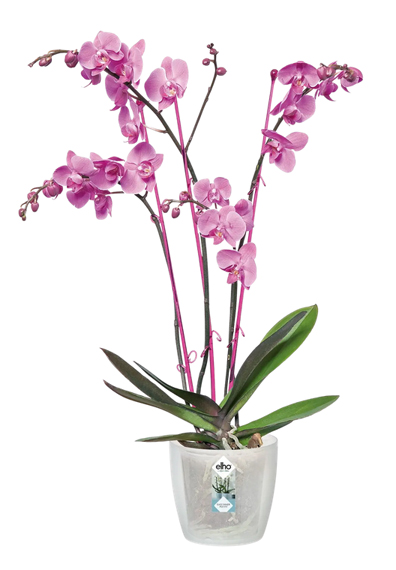 elho Blumentopf Brussels Orchidee Transparent Ø16cm