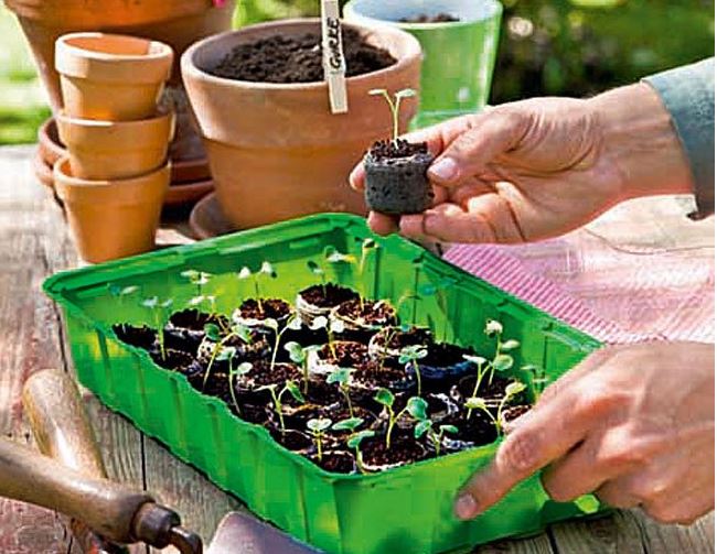 Torfquelltöpfe / Torfquelltabs classic floraworld Ø3,5cm 50 Stück