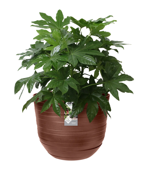 elho Blumentopf Fuente Rings rund Rostbraun Ø30cm