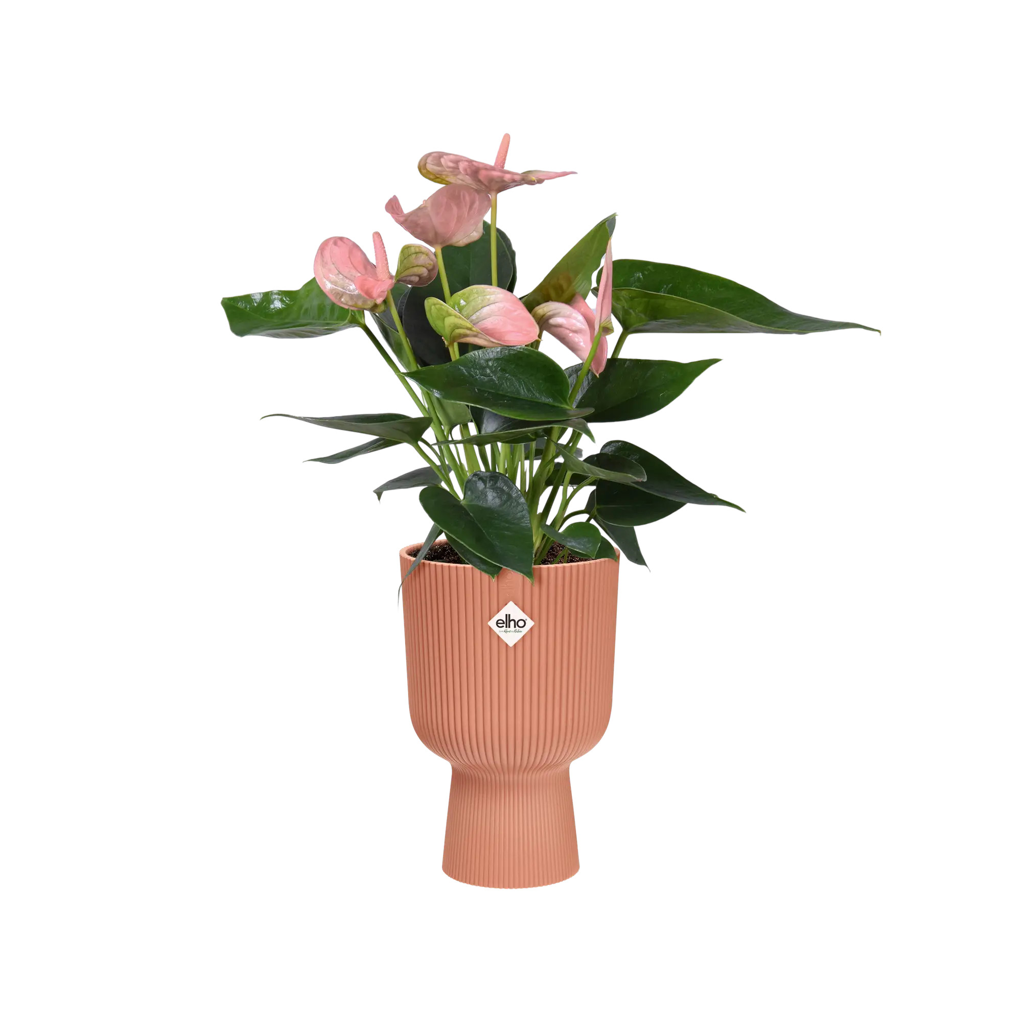 elho® Blumentopf Vibes Fold Coupe 14cm zartrosa