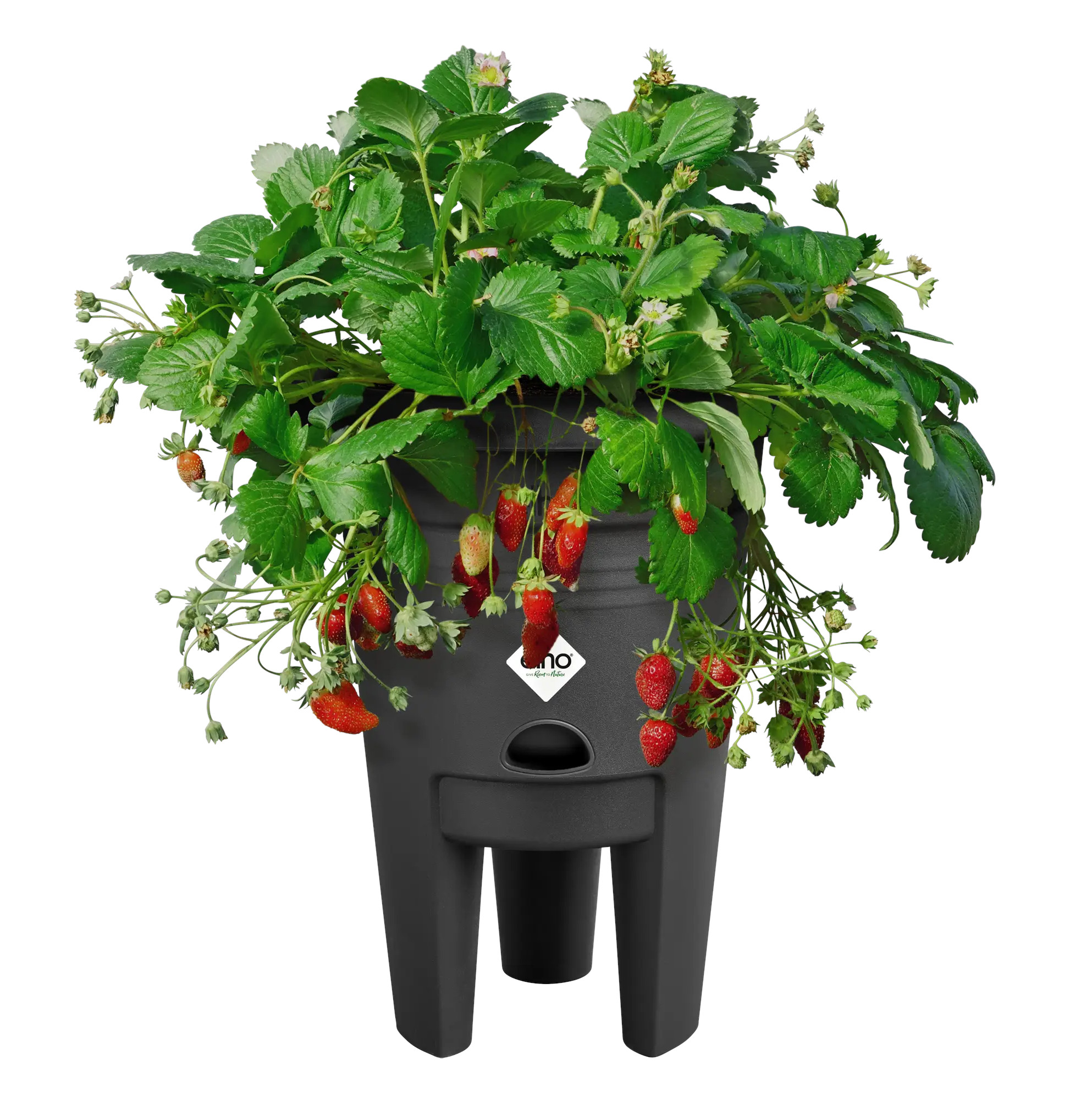 elho® Green Basics Erdbeertopf 33cm living schwarz