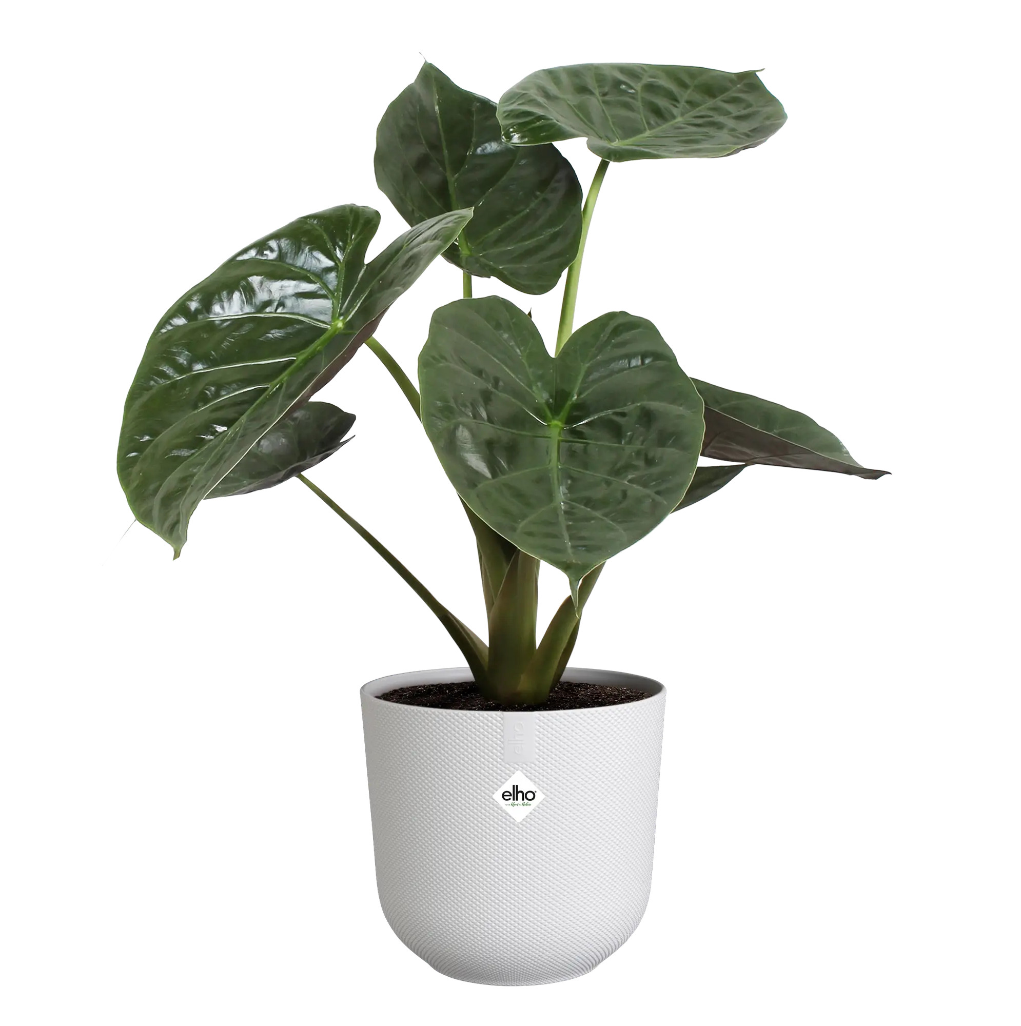 elho® Blumentopf Jazz Rund 26cm seidenweiß