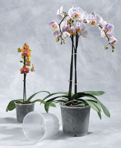Geli Blumentopf  / Pflanztopf Orchideentopf Ø 12 cm transparent