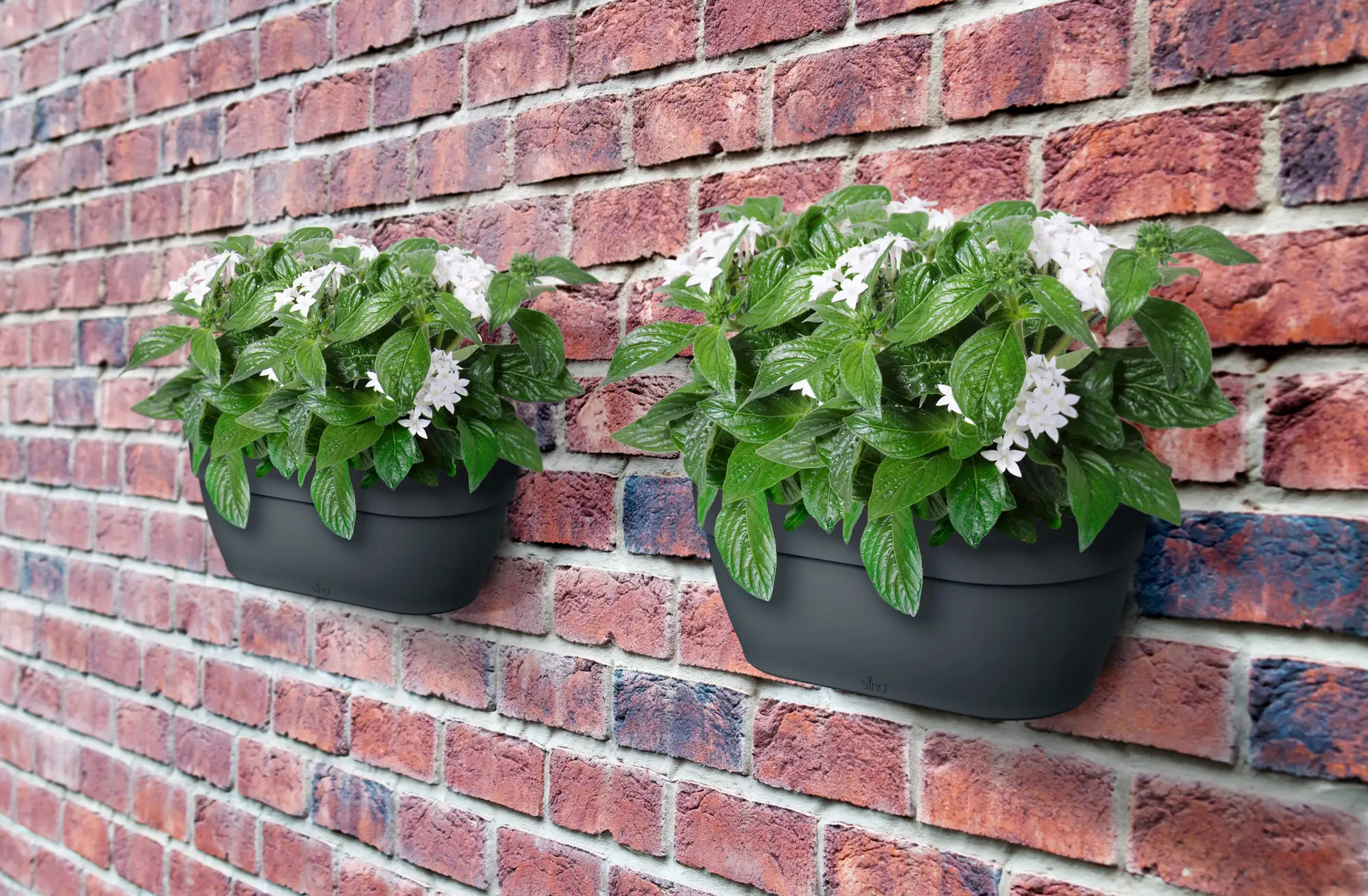 elho® Blumentopf Vibia Campana Wandampel 35cm anthrazit