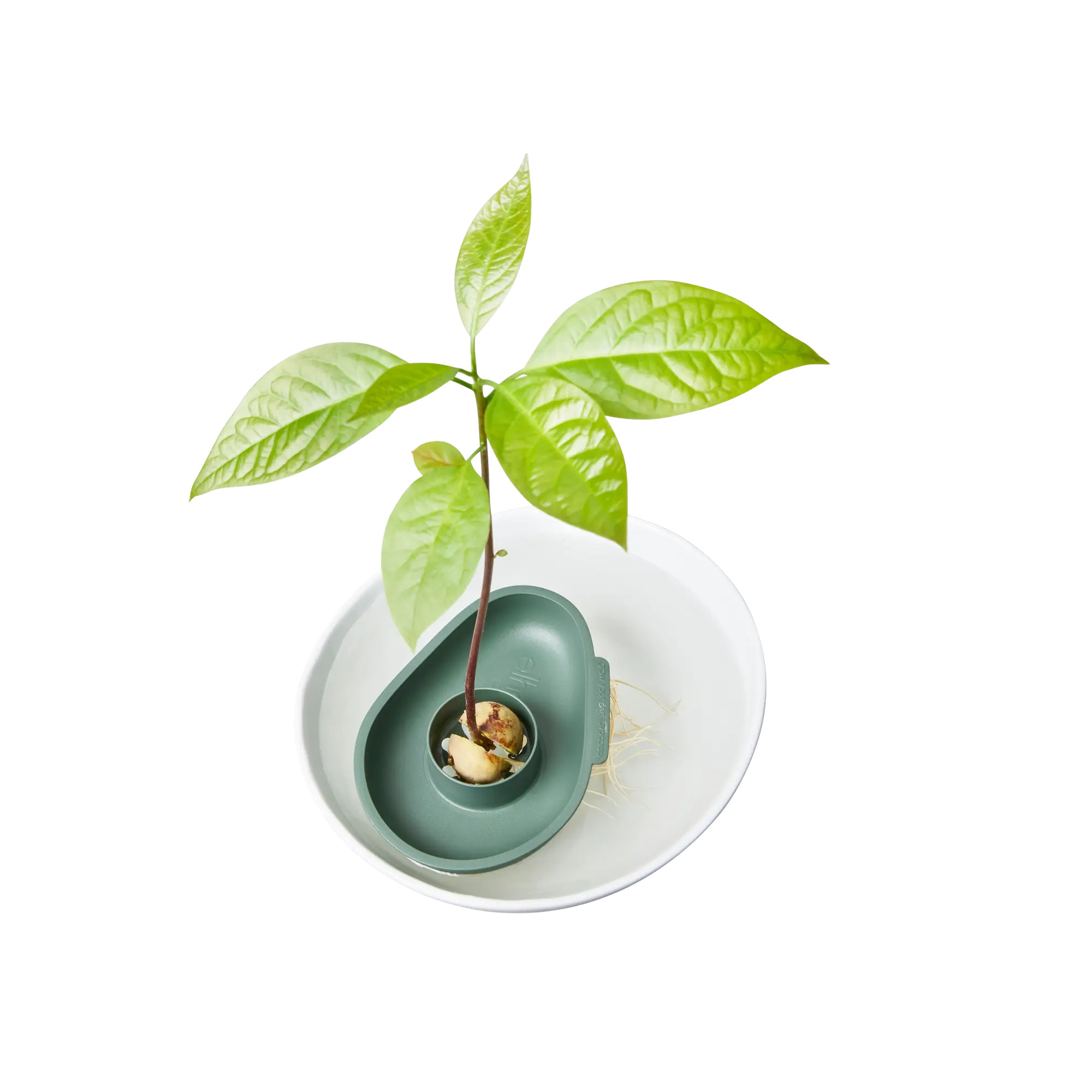 elho® Kräutertopf Amazing Avocado Floater laubgrün